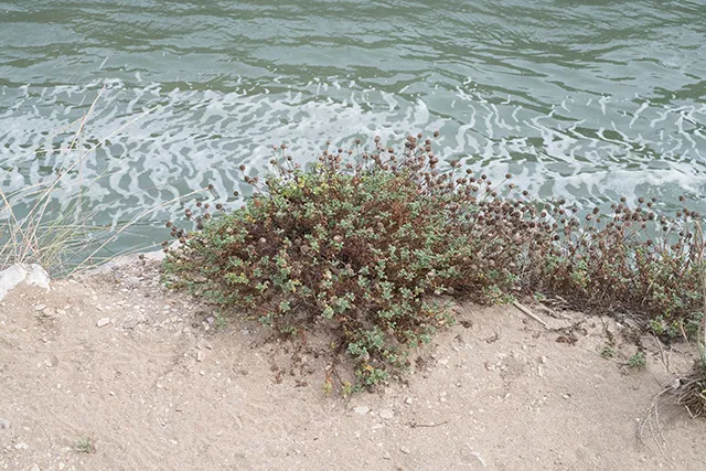 Stessa spiaggia, stesso mare (Same Beach, Same Sea) — 4